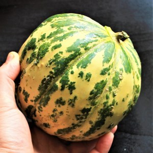 semena, melon, melon ananasovy, semena melonu
